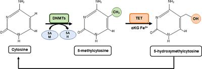 Metabolo-epigenetic interplay provides targeted nutritional interventions in chronic diseases and ageing